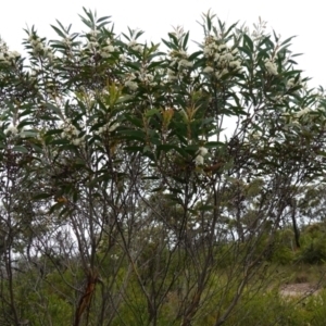 Eucalyptus obstans at Vincentia, NSW - 1 Jan 2024