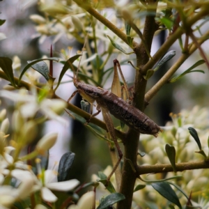 Coptaspis sp. (genus) at Monga National Park - 2 Jan 2024