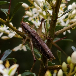 Coptaspis sp. (genus) at Monga National Park - 2 Jan 2024