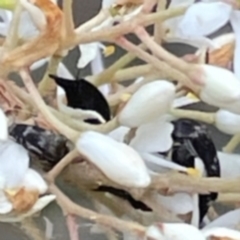 Mordellidae (family) (Unidentified pintail or tumbling flower beetle) at Red Hill Nature Reserve - 24 Dec 2023 by MichaelMulvaney