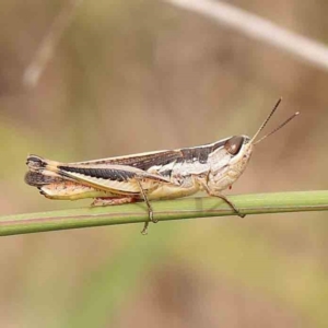 Macrotona australis at Dryandra St Woodland - 2 Jan 2024