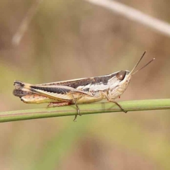 Macrotona australis (Common Macrotona Grasshopper) at Dryandra St Woodland - 2 Jan 2024 by ConBoekel