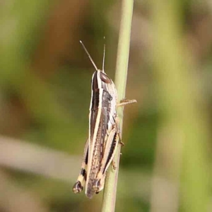 Macrotona australis at Dryandra St Woodland - 2 Jan 2024