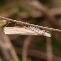 Culladia cuneiferellus (Crambinae moth) at O'Connor, ACT - 2 Jan 2024 by ConBoekel