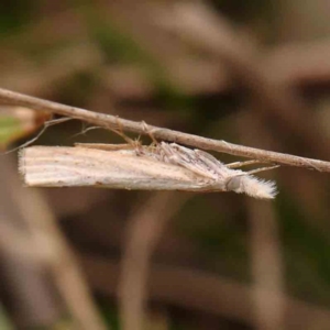 Culladia cuneiferellus at Dryandra St Woodland - 2 Jan 2024 01:59 PM