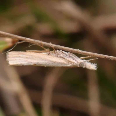 Culladia cuneiferellus (Crambinae moth) at Dryandra St Woodland - 2 Jan 2024 by ConBoekel