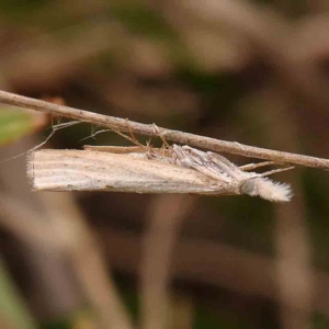 Culladia cuneiferellus at Dryandra St Woodland - 2 Jan 2024