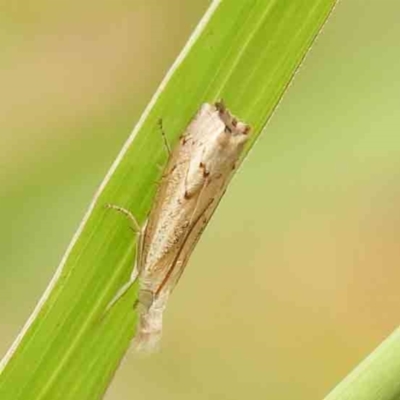 Culladia cuneiferellus (Crambinae moth) at O'Connor, ACT - 2 Jan 2024 by ConBoekel