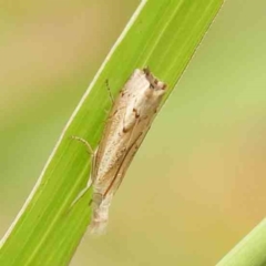 Culladia cuneiferellus (Crambinae moth) at Dryandra St Woodland - 2 Jan 2024 by ConBoekel