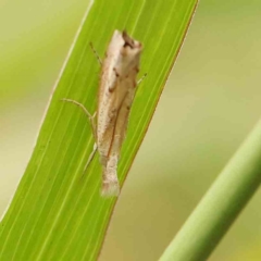 Culladia cuneiferellus at Dryandra St Woodland - 2 Jan 2024