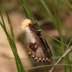 Epicoma (genus) (Unidentified Prominent moth) at Dryandra St Woodland - 2 Jan 2024 by ConBoekel