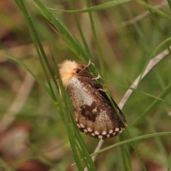 Epicoma (genus) at Dryandra St Woodland - 2 Jan 2024