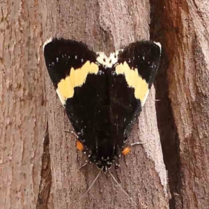 Eutrichopidia latinus at Dryandra St Woodland - 2 Jan 2024