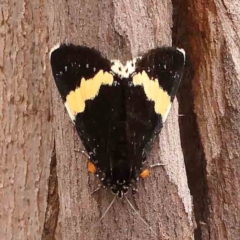 Eutrichopidia latinus (Yellow-banded Day-moth) at Dryandra St Woodland - 2 Jan 2024 by ConBoekel
