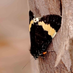 Eutrichopidia latinus at Dryandra St Woodland - 2 Jan 2024 02:08 PM