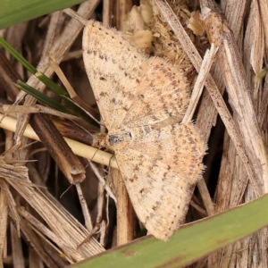 Scopula rubraria at Dryandra St Woodland - 2 Jan 2024