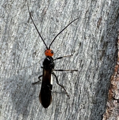 Callibracon capitator (White Flank Black Braconid Wasp) at Ainslie, ACT - 2 Jan 2024 by Pirom