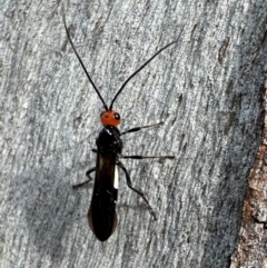 Callibracon capitator (White Flank Black Braconid Wasp) at Ainslie, ACT - 2 Jan 2024 by Pirom