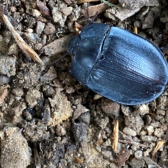 Pterohelaeus piceus at QPRC LGA - 2 Jan 2024