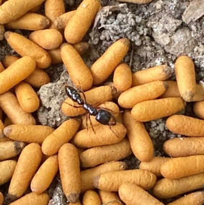 Amblyopone australis (Slow Ant) at Jerrabomberra, NSW - 2 Jan 2024 by SteveBorkowskis