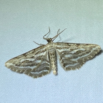 Selidosema leucoplecta (Intricate Bark Moth) at Numeralla, NSW - 28 Dec 2023 by SteveBorkowskis