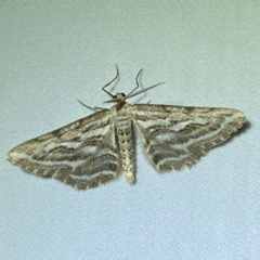 Selidosema leucoplecta at Numeralla, NSW - 28 Dec 2023