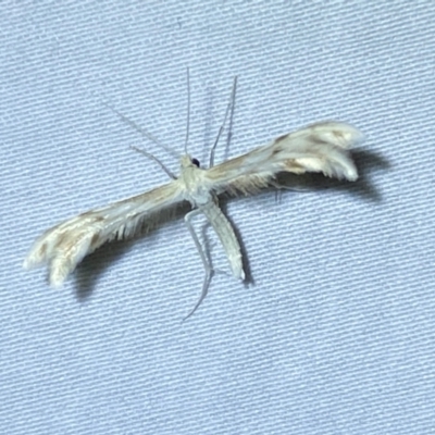 Wheeleria spilodactylus (Horehound plume moth) at Numeralla, NSW - 28 Dec 2023 by SteveBorkowskis