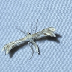 Wheeleria spilodactylus at Numeralla, NSW - 28 Dec 2023
