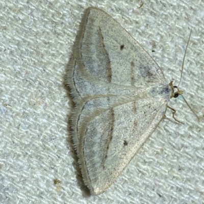 Taxeotis endela (Looper or geometer moth) at Numeralla, NSW - 28 Dec 2023 by SteveBorkowskis