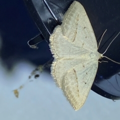 Unidentified Geometer moth (Geometridae) at Numeralla, NSW - 28 Dec 2023 by SteveBorkowskis