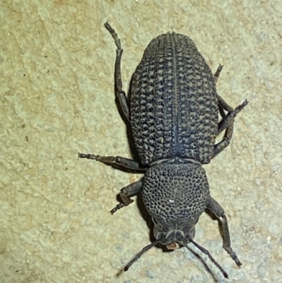 Amycterus elongatus (Ground weevil) at Numeralla, NSW - 28 Dec 2023 by SteveBorkowskis