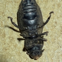 Amycterus elongatus at Numeralla, NSW - 28 Dec 2023