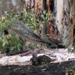 Menura novaehollandiae (Superb Lyrebird) at Monga National Park - 2 Jan 2024 by Csteele4