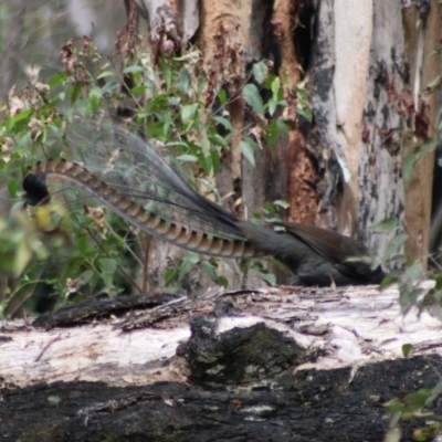 Menura novaehollandiae (Superb Lyrebird) at Monga National Park - 2 Jan 2024 by Csteele4