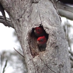 Callocephalon fimbriatum (Gang-gang Cockatoo) at Mount Mugga Mugga - 1 Jan 2024 by Mike