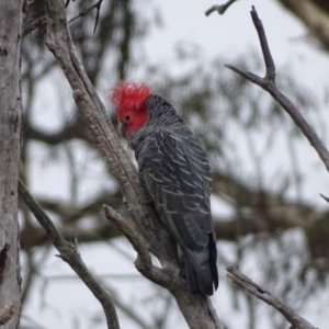 Callocephalon fimbriatum at Mount Mugga Mugga - 1 Jan 2024