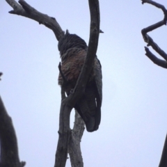 Callocephalon fimbriatum at Mount Mugga Mugga - 1 Jan 2024