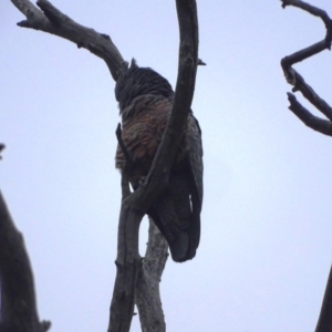 Callocephalon fimbriatum at Mount Mugga Mugga - 1 Jan 2024