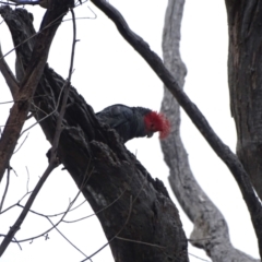 Callocephalon fimbriatum (Gang-gang Cockatoo) at Mount Mugga Mugga - 31 Dec 2023 by Mike