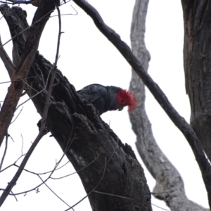 Callocephalon fimbriatum at Mount Mugga Mugga - 1 Jan 2024