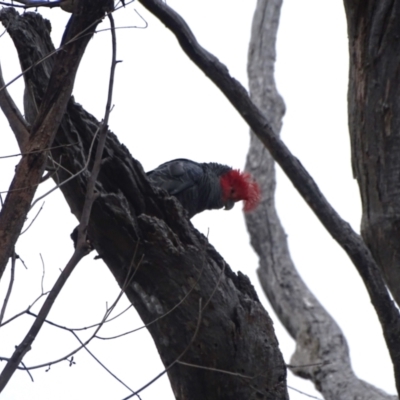 Callocephalon fimbriatum (Gang-gang Cockatoo) at O'Malley, ACT - 31 Dec 2023 by Mike