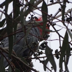 Callocephalon fimbriatum at Mount Mugga Mugga - suppressed