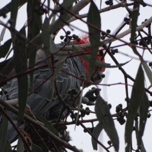 Callocephalon fimbriatum at Mount Mugga Mugga - 1 Jan 2024