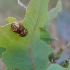 Paropsisterna cloelia (Eucalyptus variegated beetle) at O'Malley, ACT - 31 Dec 2023 by Mike