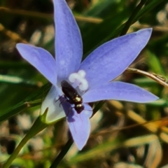 Eurys sp. (genus) at Isaacs Ridge - 1 Jan 2024