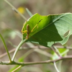 Caedicia simplex (Common Garden Katydid) at Isaacs, ACT - 1 Jan 2024 by Mike