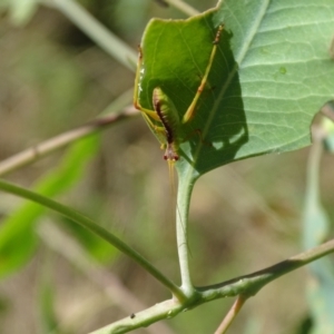 Caedicia simplex at Isaacs Ridge - 1 Jan 2024