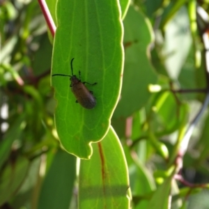 Ecnolagria grandis at Isaacs Ridge and Nearby - 1 Jan 2024