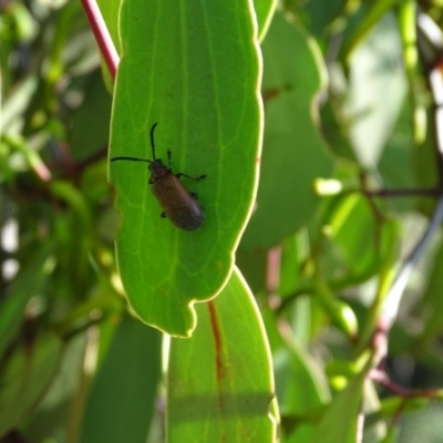 Ecnolagria grandis (Honeybrown beetle) at Isaacs Ridge and Nearby - 1 Jan 2024 by Mike