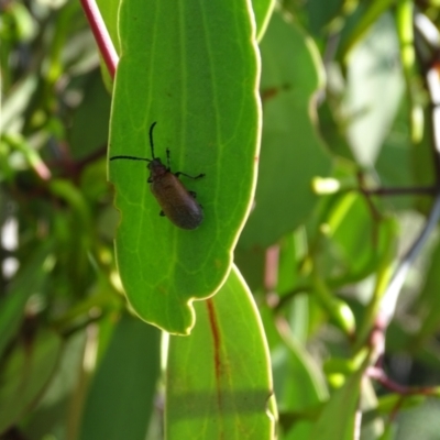 Ecnolagria grandis (Honeybrown beetle) at Isaacs Ridge - 1 Jan 2024 by Mike